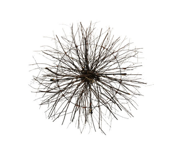 Twigs 4 Light 48" Wide Taper Candle Style Chandelier